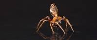 Curiosidades de la naturaleza: veleros arácnidos