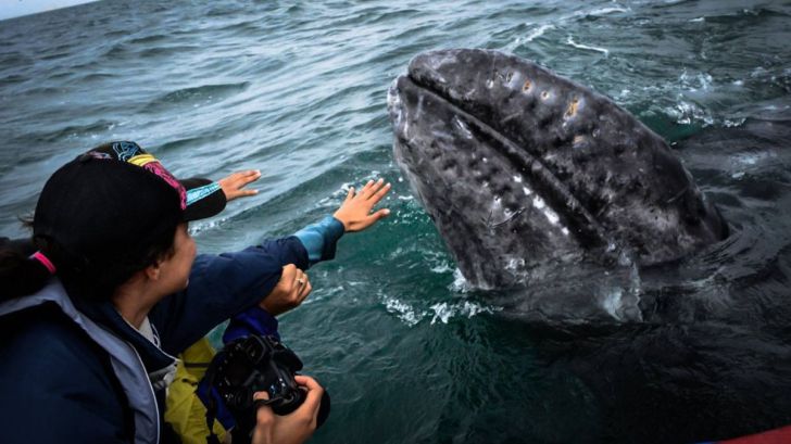El único destino donde puedes abrazar ballenas grises en libertad