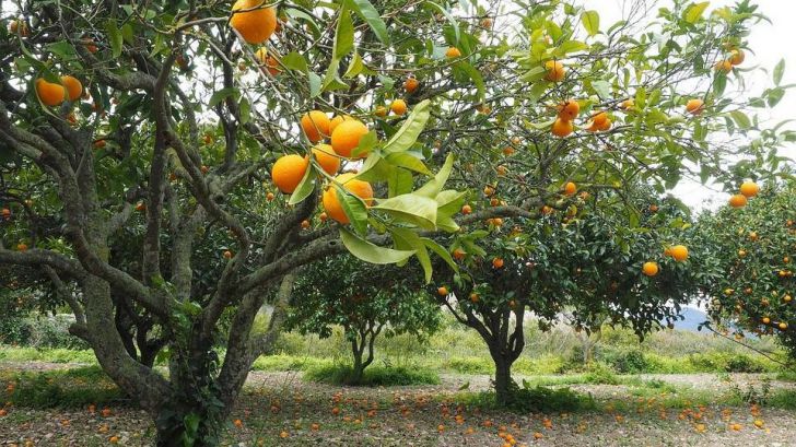 ¿Podría España conseguir la independencia alimentaria?