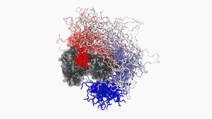 Interacción de la proteína E1A (en rojo y azul) de adenovirus con Rb (color gris), una proteína celular supresora de tumores