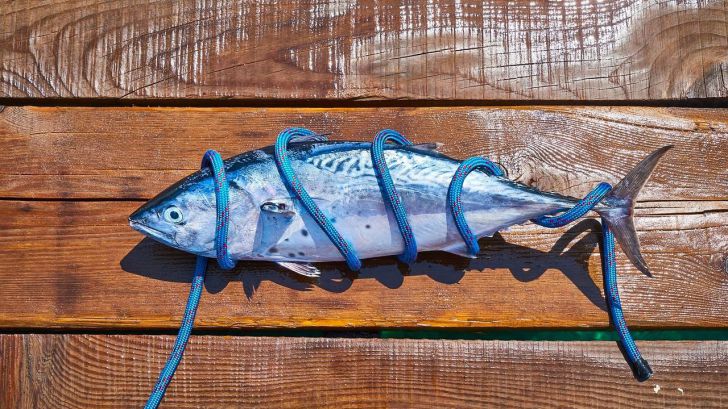 Pescado azul para prevenir y mejorar el dolor en personas mayores