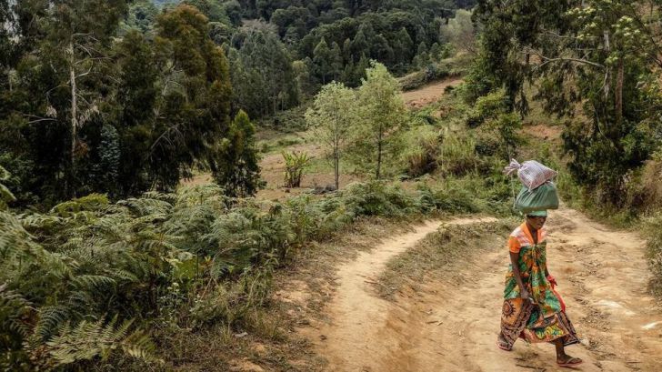 ¿Qué conviene saber sobre los bosques y su relación con la salud humana?