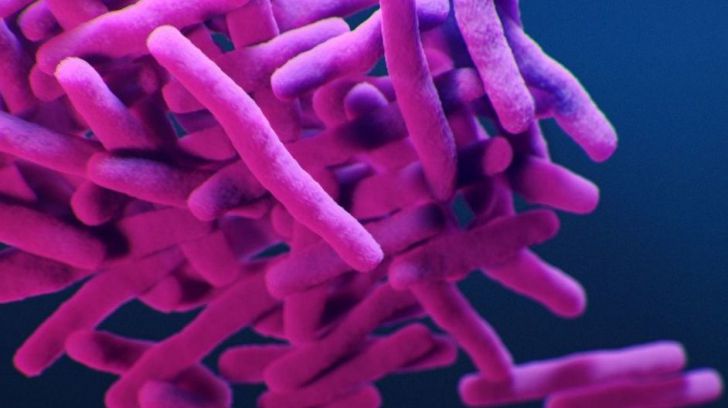 CDC/Ilustración de la bacteria resistente a los medicamentos, Mycobacterium tuberculosis.