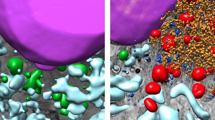 Imágenes en 3D de célula control (izq.) y célula infectada con SARS-CoV-2. 
Autor: CNB-CSIC