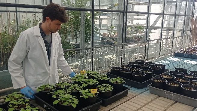 Increíble: Crean nanopartículas contra el SARS-CoV-2 usando plantas