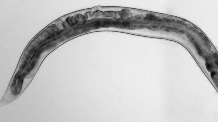 Un gusano como herramienta esencial para elaborar futuras terapias contra el párkinson