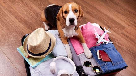 Semana Santa 2024: Un 44,9% de los españoles enfrenta dificultades al buscar alojamientos pet-friendly