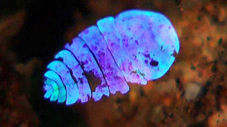 Curiosidades de la naturaleza: zafiros “invisibles”