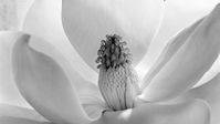 Flores y retratos por Imogen Cunningham