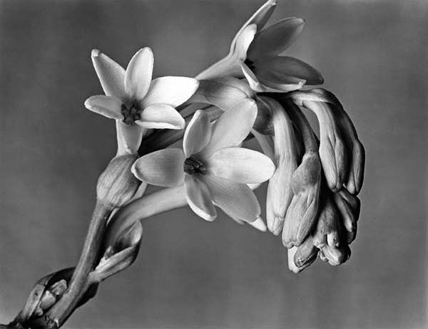 Flores y retratos por Imogen Cunningham