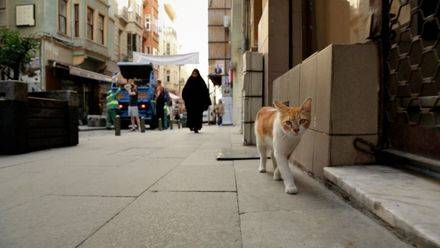 Kedi (Gatos de Estambul)