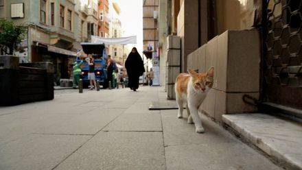 Kedi (Gatos de Estambul)