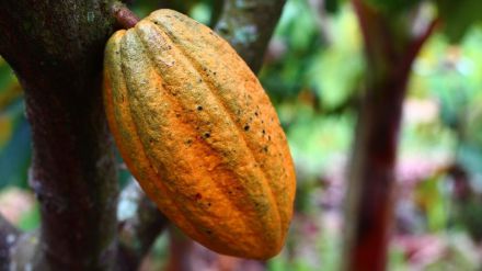 El cacao, un motor turístico, social y cultural en República Dominicana