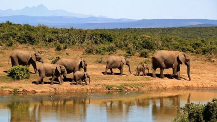 Navidades en Sudáfrica