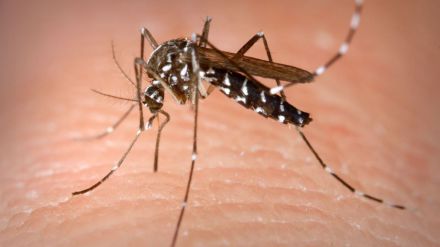 ¿Pueden los insectos transmitir el coronavirus?