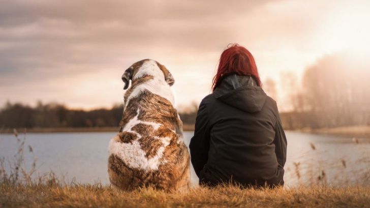 Viaja con tu mascota a cualquier parte