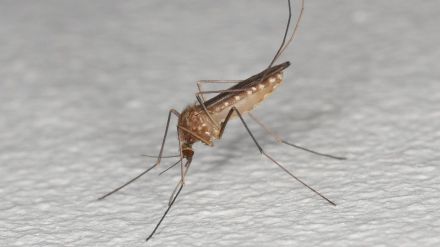 Un experto cree que la Fiebre del Nilo podría extenderse por toda España