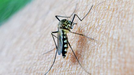 Tips para evitar las picaduras de mosquito