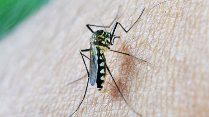 Tips para evitar las picaduras de mosquito