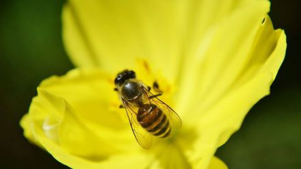 Cáncer de mama: El veneno de las abejas podría destruir las células más agresivas