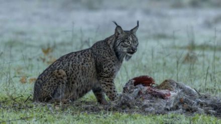 Dehesa, el bosque del lince ibérico