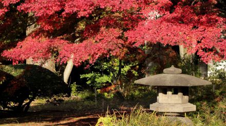 Tokio se viste de otoño para sorprender a sus visitantes