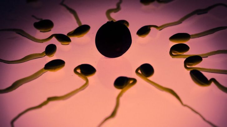 Lo que comes afecta a la calidad de los espermatozoides