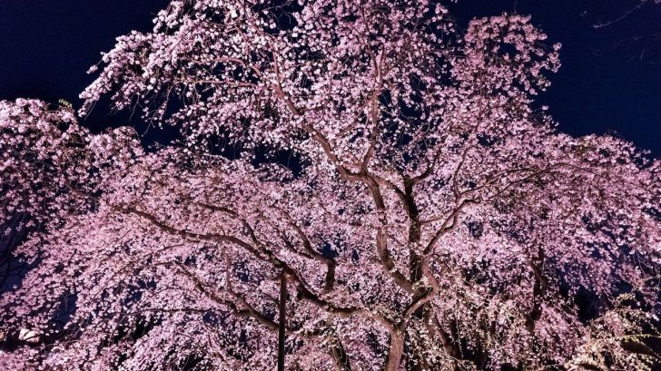 ¿Qué es 'Hanami', uno de los grandes atractivos de Tokio?