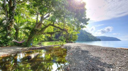 Una experiencia única: Llega la temporada de avistamiento de ballenas en Costa Rica