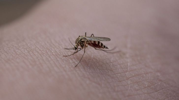 Cómo evitar los insectos durante la época de calor