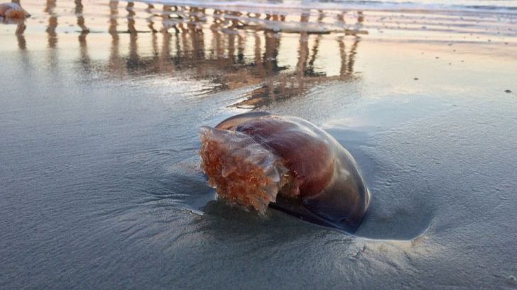 ¿Qué hacer si me pica una medusa en la playa este verano?