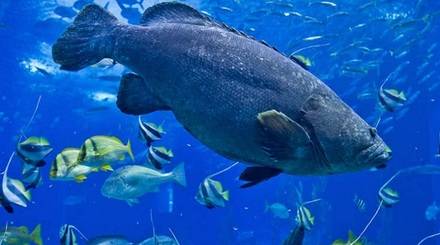 El Oceanario de Lisboa, el mejor acuario del mundo