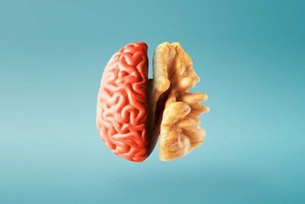 Frutos secos: aliados para la salud cerebral y cognitiva