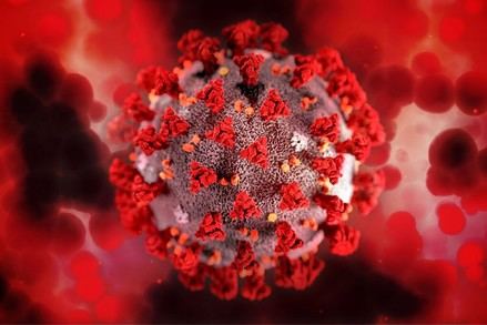 Crean un antiviral innovador a partir de quitosano de crustáceos