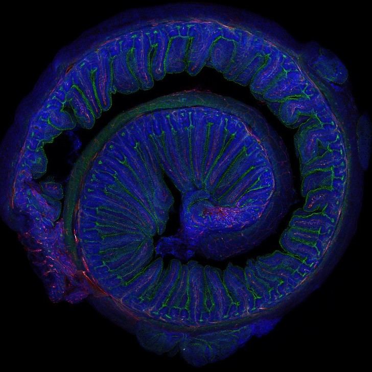 El ejercicio moderado mejora la memoria a través de la microbiota, según un estudio del CSIC