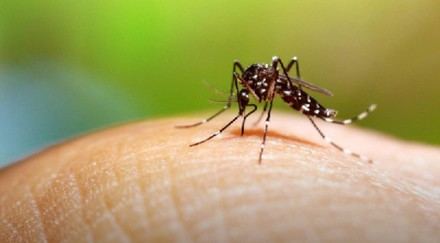 Proponen mejorar las pruebas diagnósticas del dengue centrándose en la eficacia real