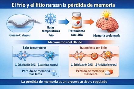 Frío y litio: claves para frenar la pérdida de memoria, según un estudio