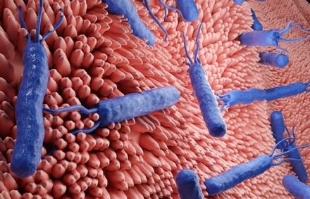 Nuevo método predice resistencia a antibióticos en bacteria que afecta a la mitad de la población mundial